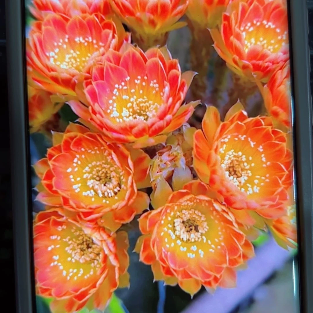 下85丽花17 歪无根侧芽3公分左右20包邮