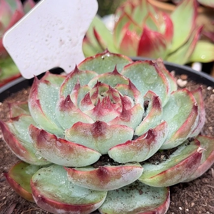 惊鸿一物一拍包装收缩花旱966