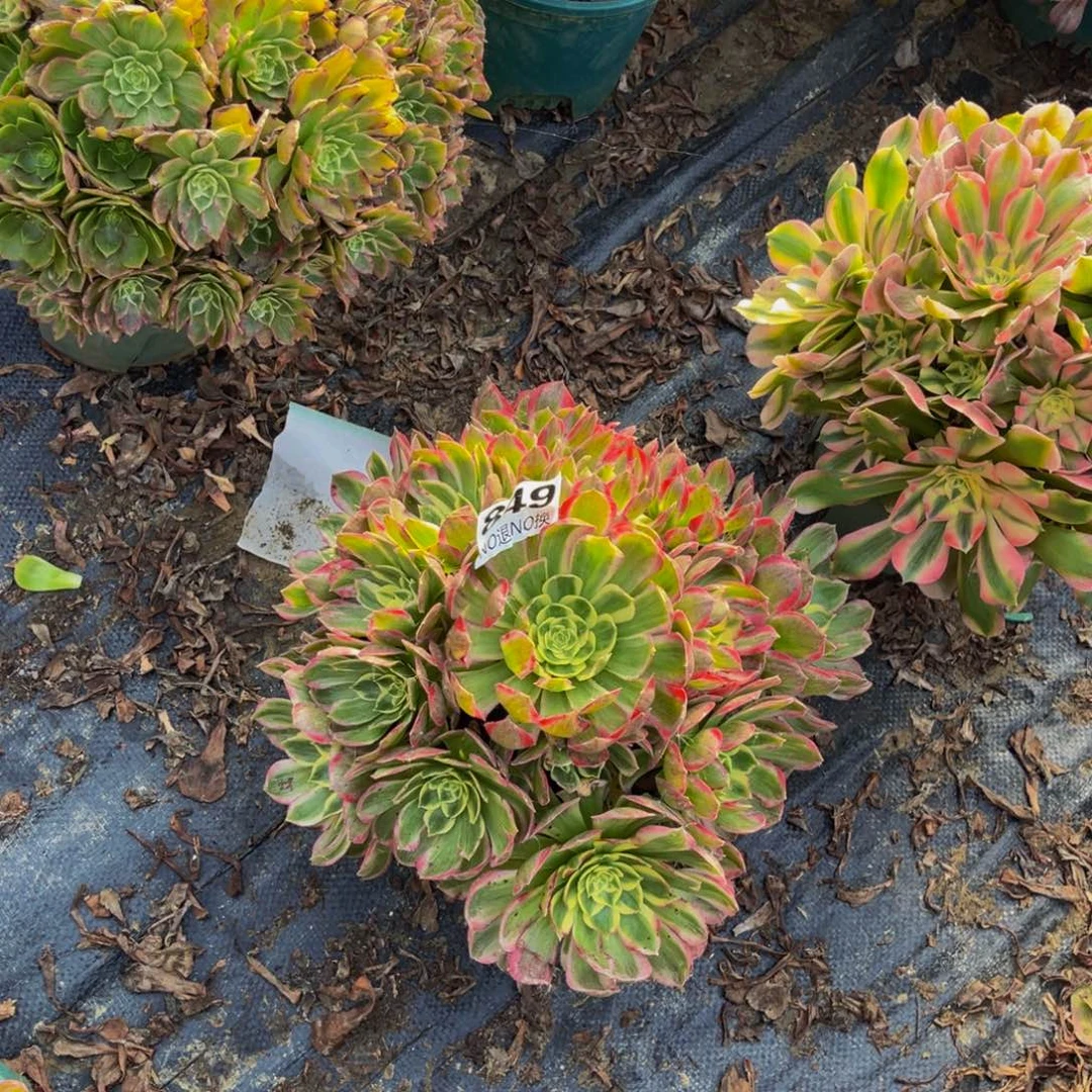 海王法师朵朵1-29