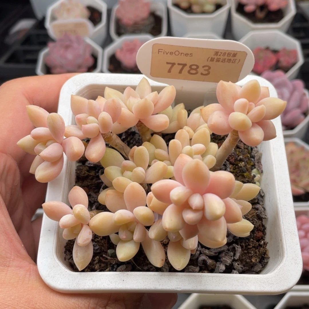 奶酪蛋糕7783-9.5厘米