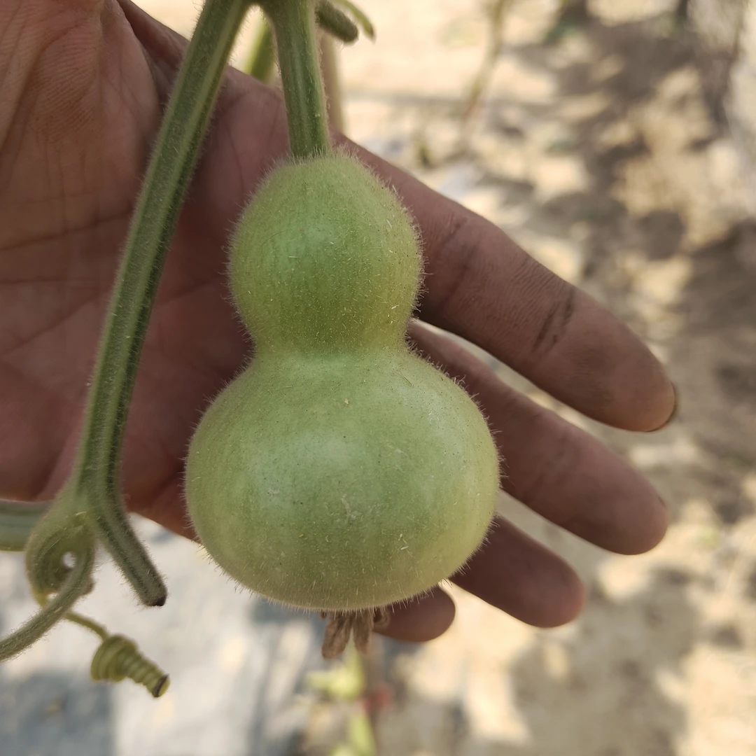 天然小美手捻4-7公分成品通货(不保龙头)到手6个成品葫芦