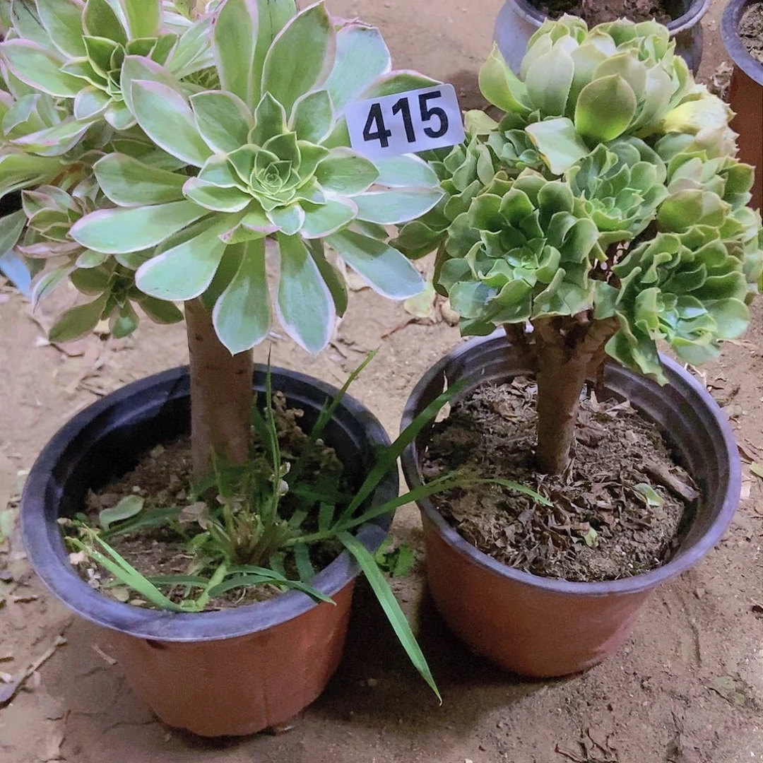 415两个老庄朵朵特价不周正