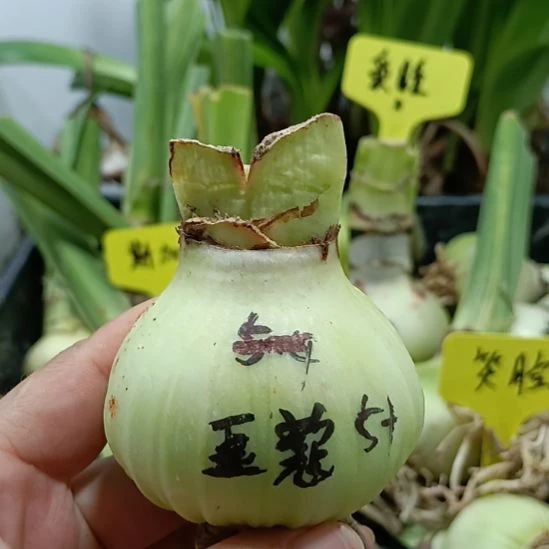 无花朵豆蔻5+裸球发货
