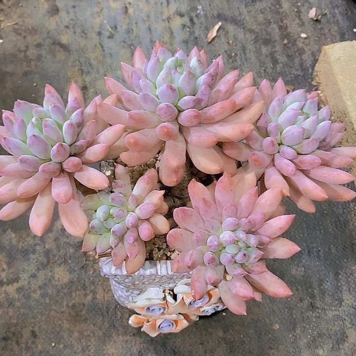 S***a索罗门多肉多肉植物