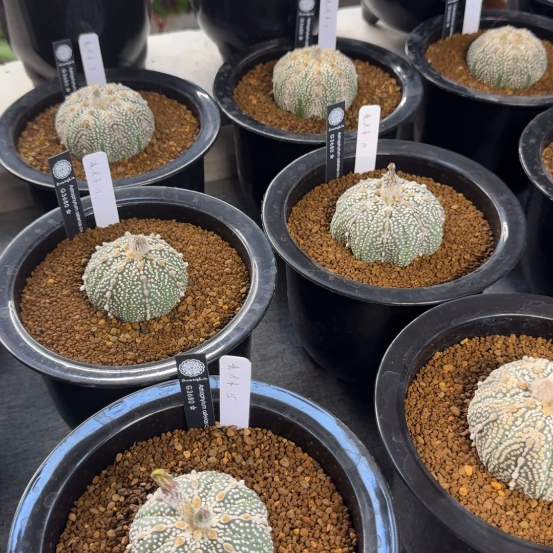 一星奇迹兜哈哈哈哈哈哈哈