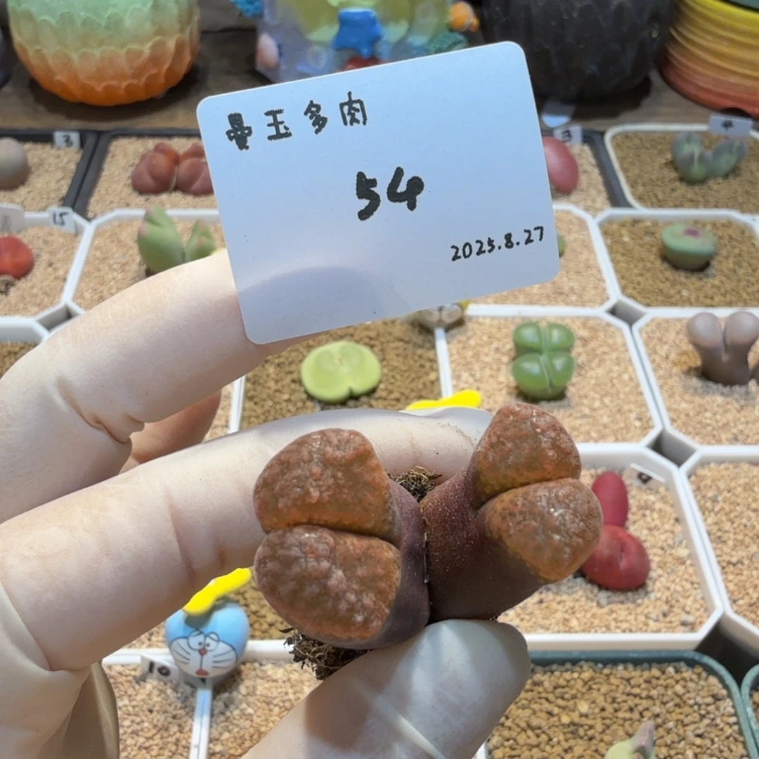 呼***呼多肉多肉多肉8.27-054