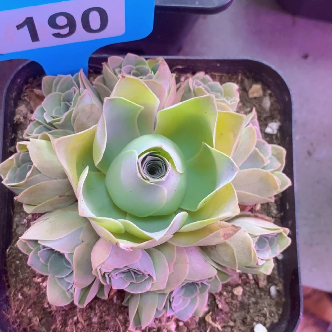 昔***年山地玫瑰一物一拍190紫芙