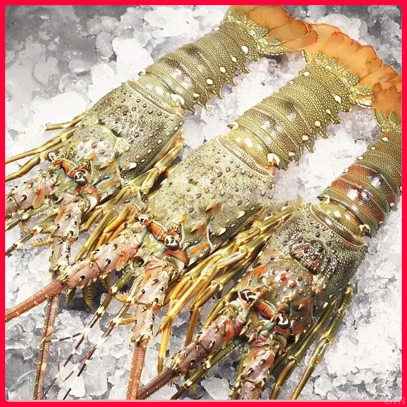 三只装东山岛新鲜活冻小青龙大虾鲜美水产速冻活冻大虾