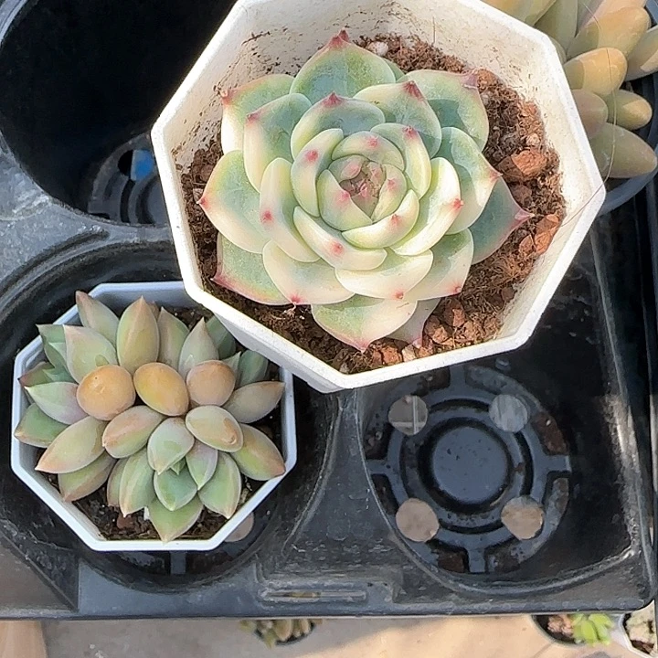 M**y青蛙王子儿童牙膏111
