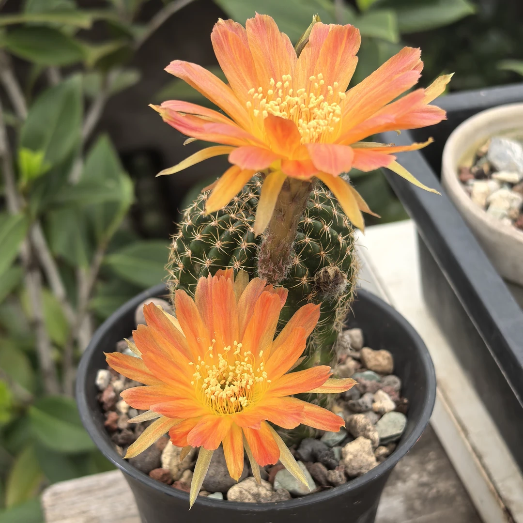 10号丽花仙人球勤花好养开花仙人掌橙花小清新治愈盆栽