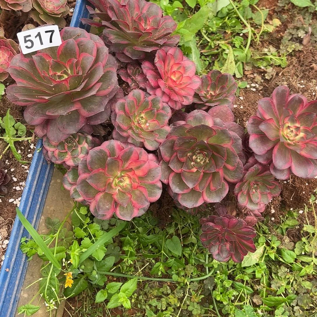 四***景精品多肉植物517法师