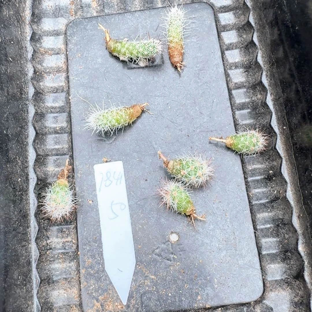 用***4花花花花花花花花