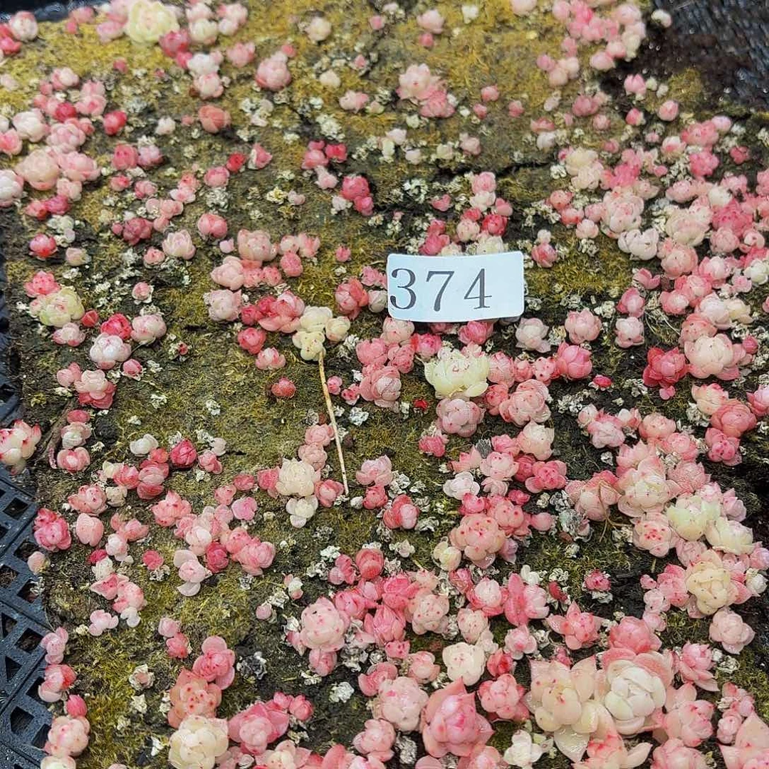 多肉植物多肉植物374