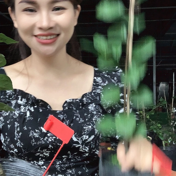 完全开放38.2红灯老鸦