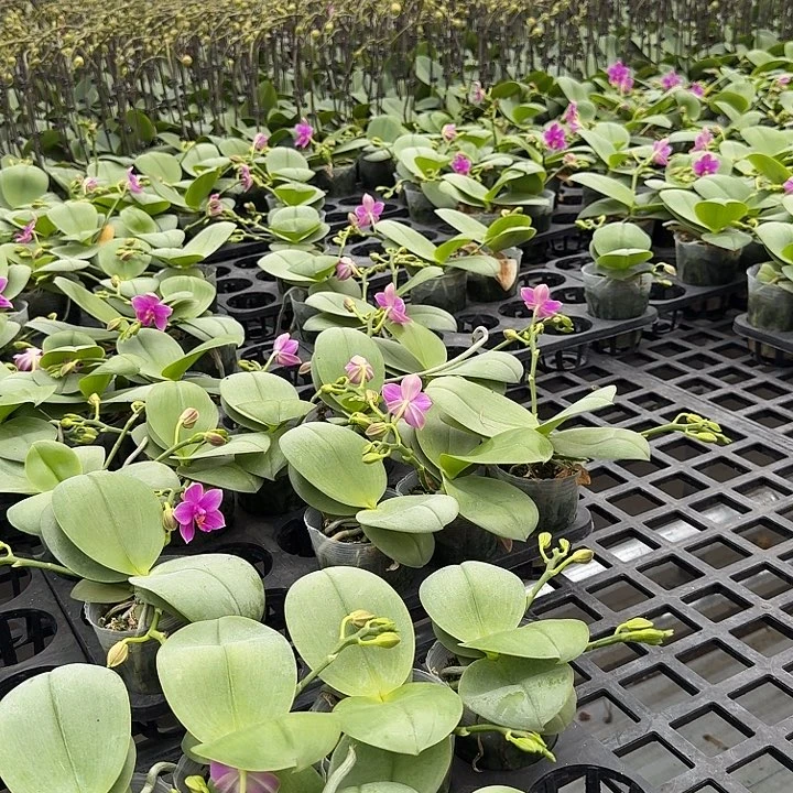 宝***大部分开放少量花苞570