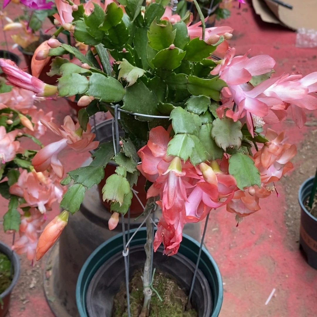 ****࿐完全开放福利款单层