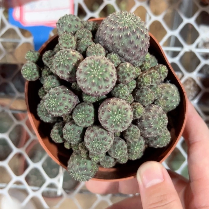 用***4零零落落零零落落来来来