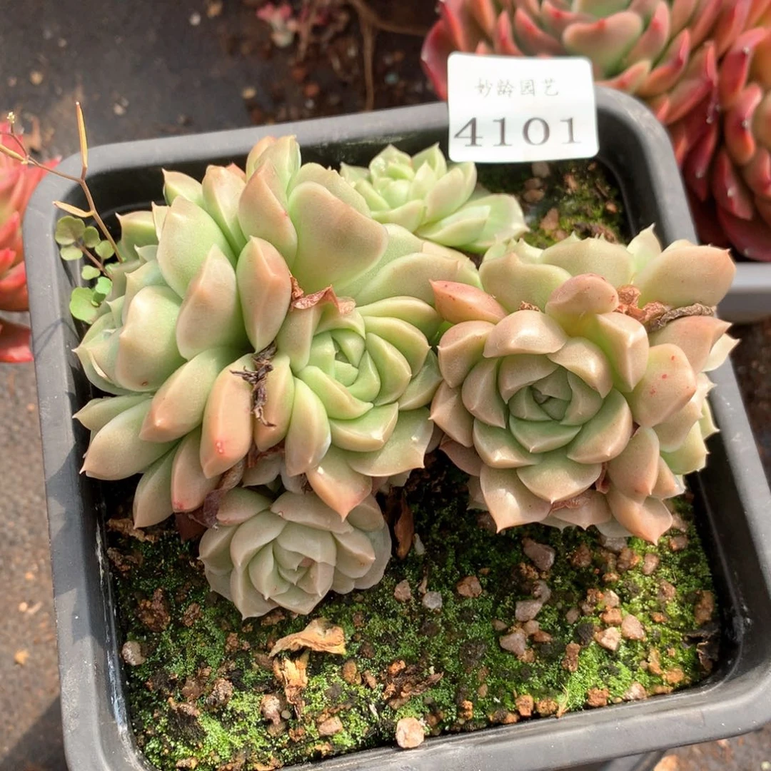 杨**秦4101瑕疵不售后特价处理