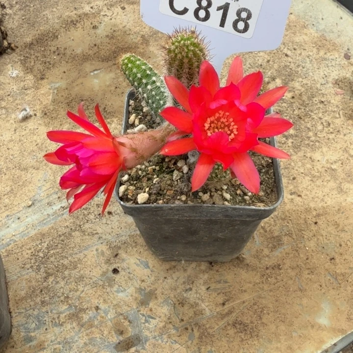 白檀福利特价C818