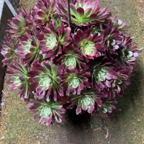 多肉植物天河锦。