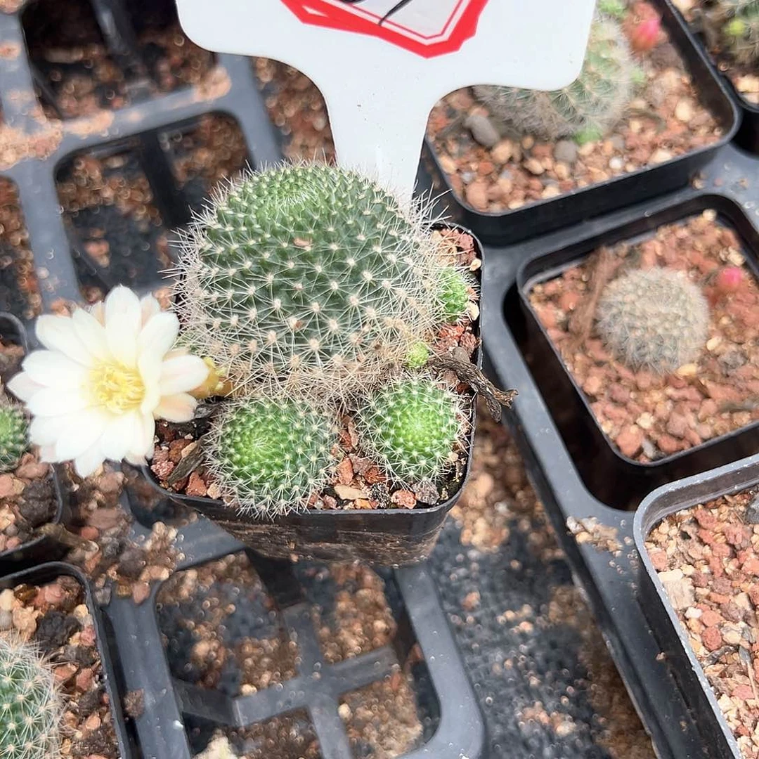 静**架67往事多肉园仙人球往事