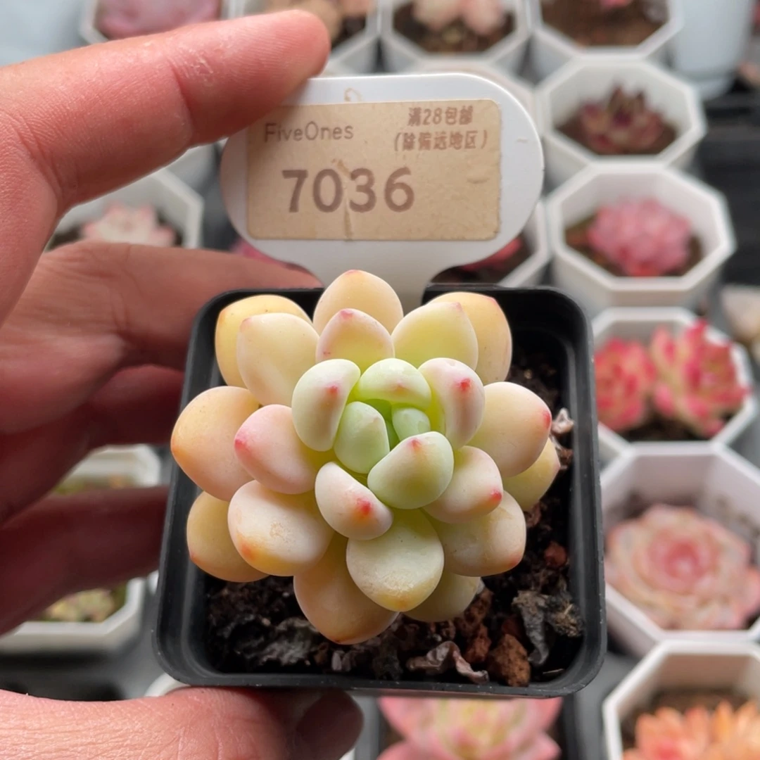 多肉劳尔7036-5.0厘米