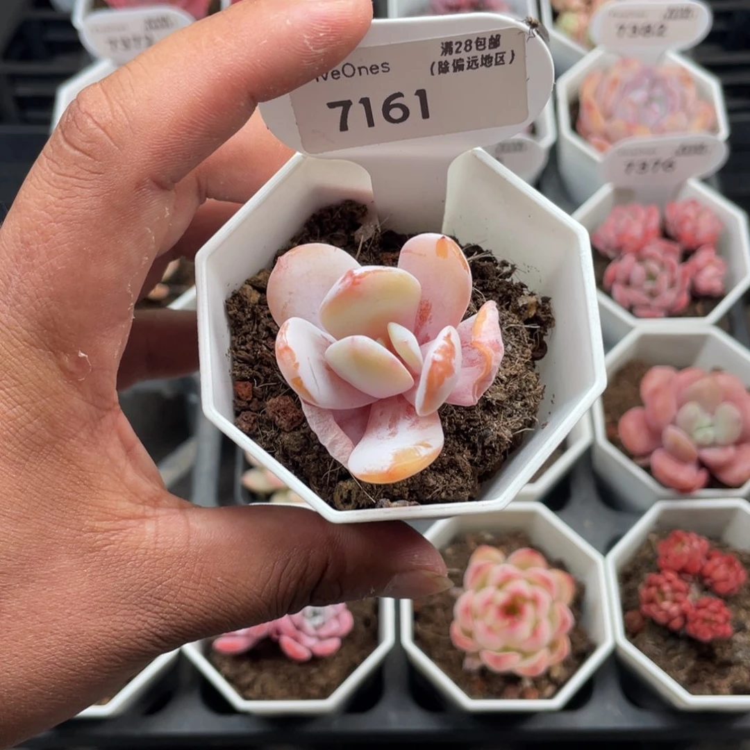 7161奶茶3.5厘米