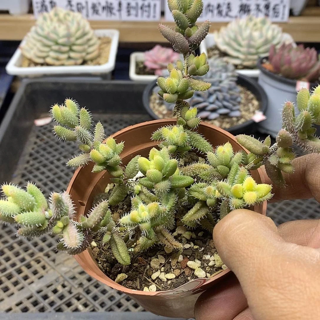 26108 雷神锦自然群