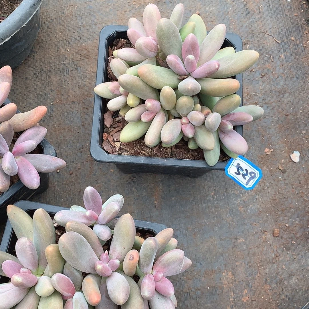 529 一物一拍多肉