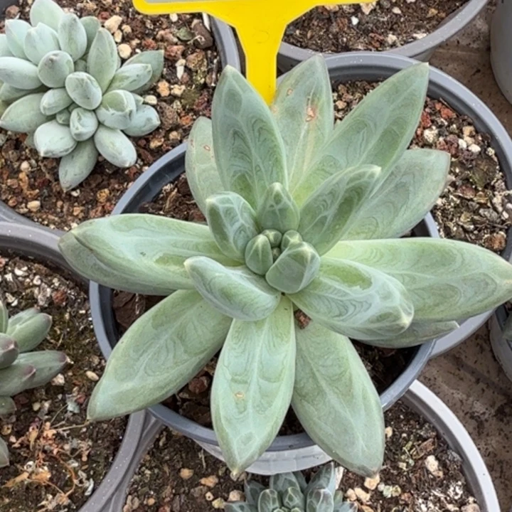 雪戴粒一物一拍906