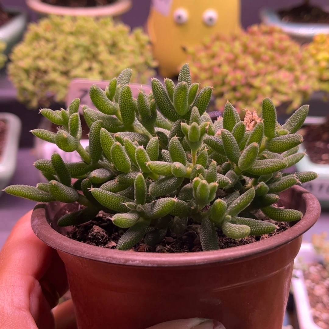 30实生玉米优选枝干