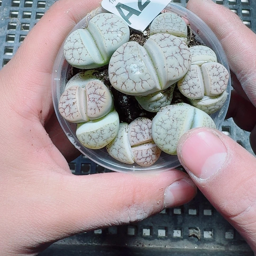 洛***水254 多肉植物多肉植物