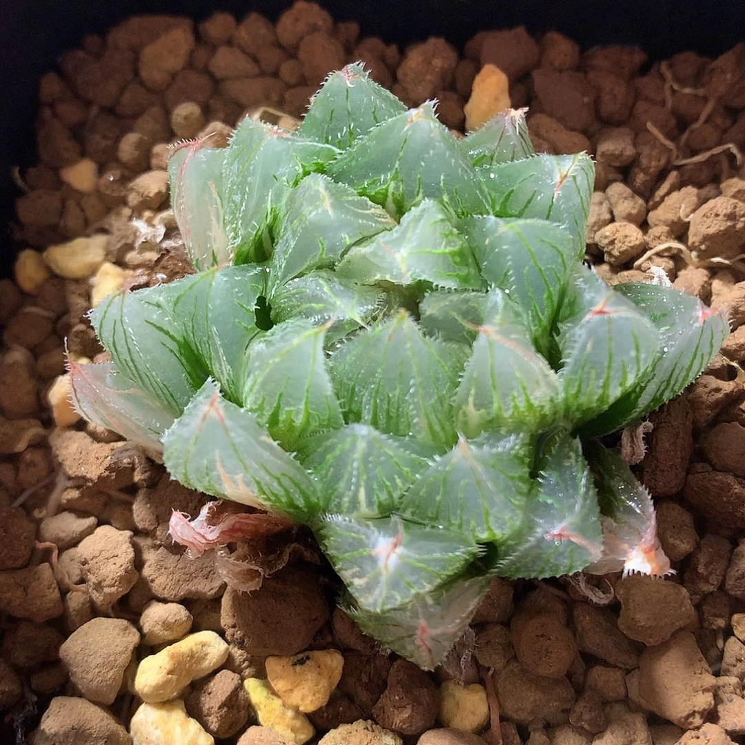 23号白泽毛玉露带盆土