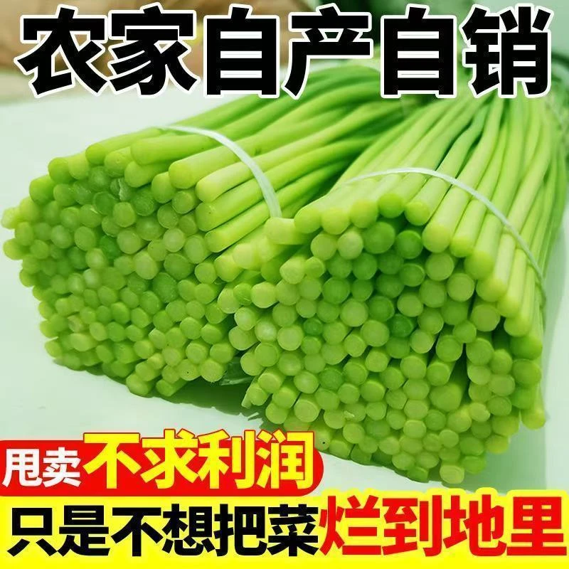 【新鲜便宜】2025年新鲜蒜苔新鲜批发蒜苔蒜毫新蒜苔当季蒜苔