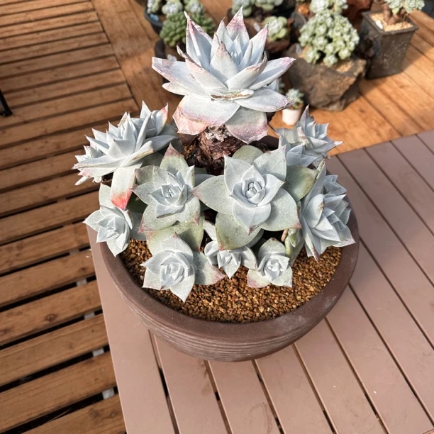 韩国进口超大群原产地布瑞安东尼雪山绿植多肉植物自然群生仙女杯