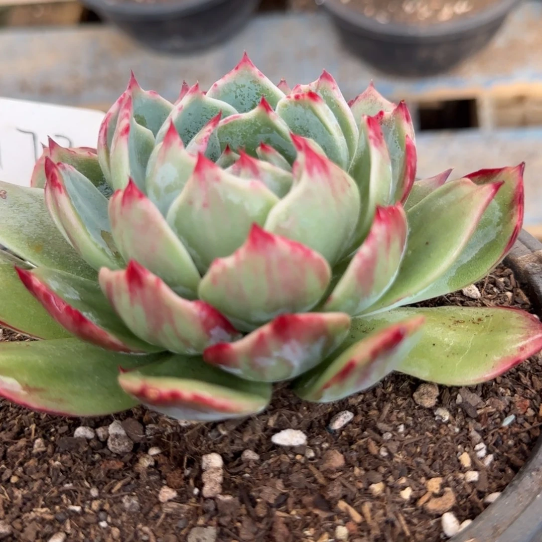 花脸拉丝惊鸿一物一拍包装收缩花旱173