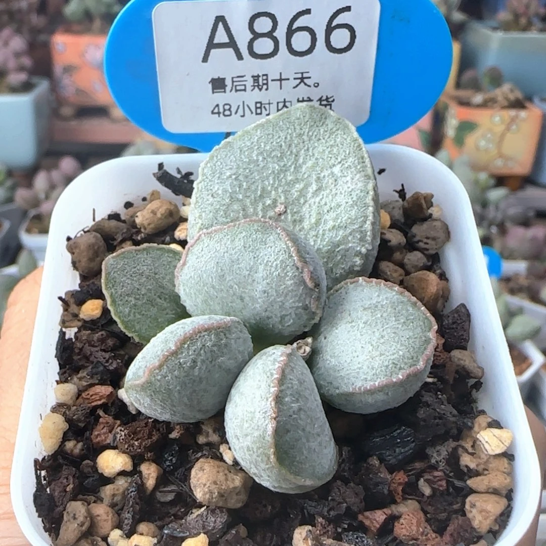 福利。    866。