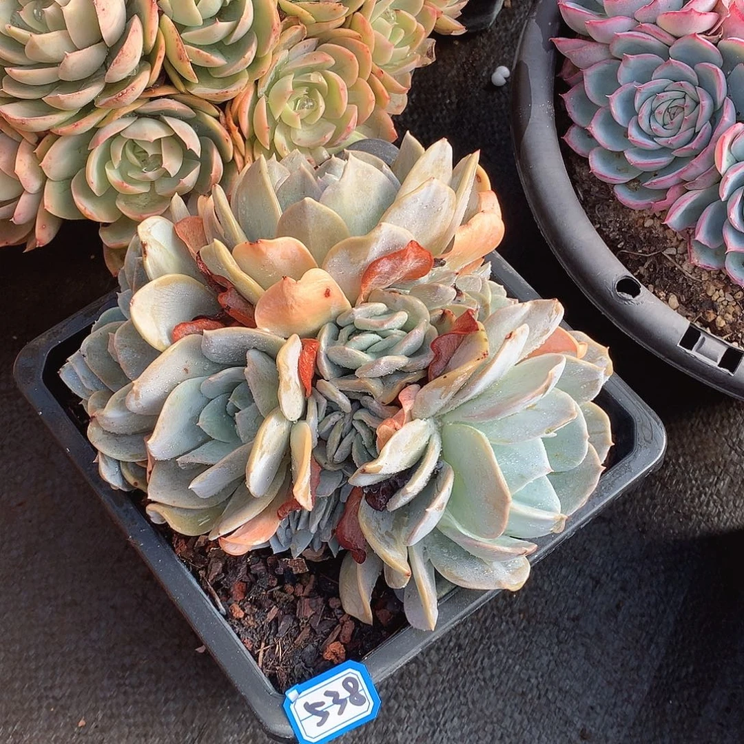 538雪特 一物一拍多肉