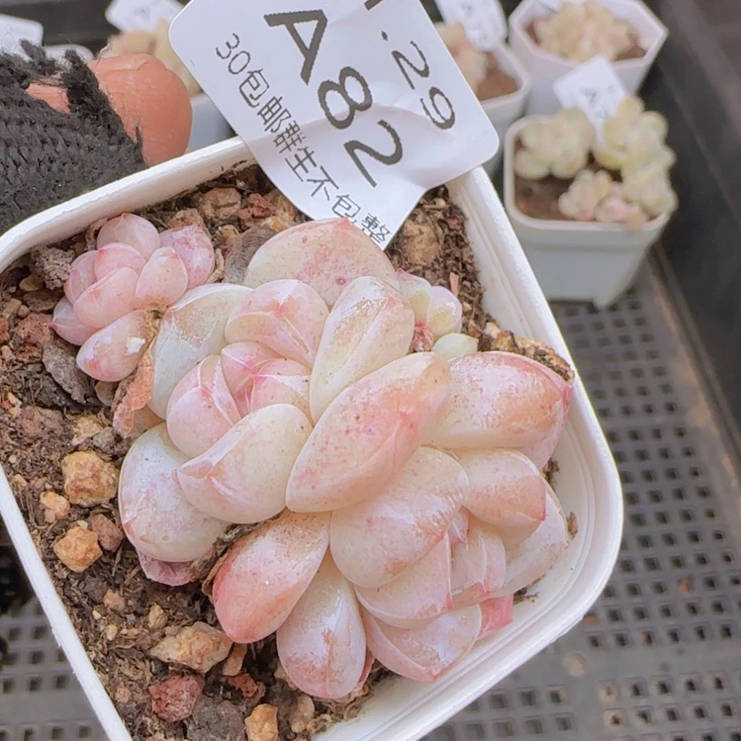 三头冰玉一颗脱土发货