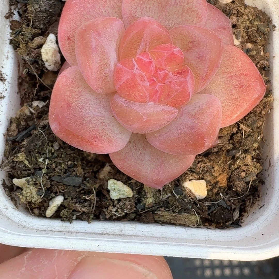 46号琥珀单头多肉