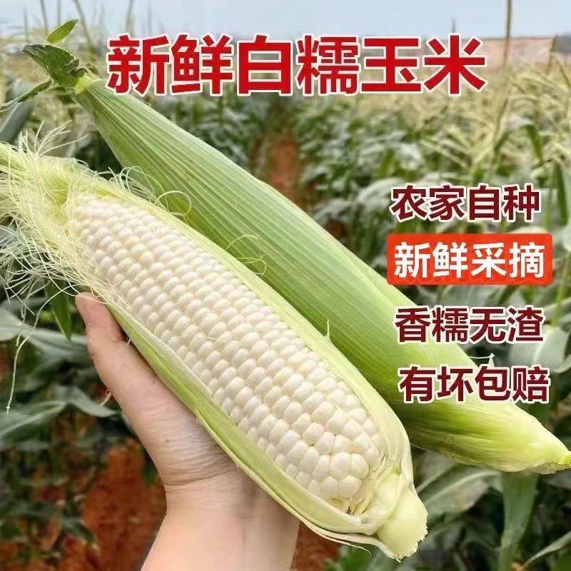 苏北东台新鲜白糯玉米新鲜采摘新鲜发货