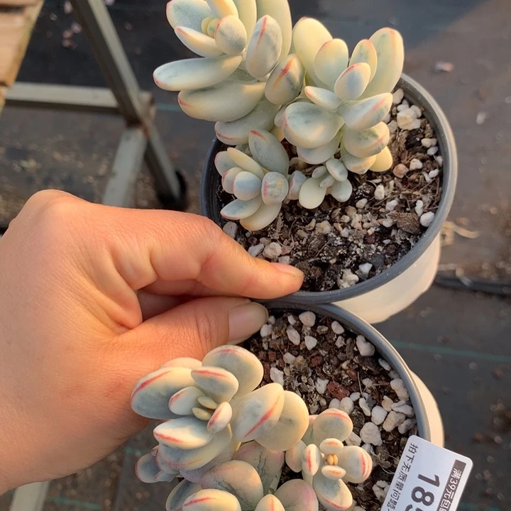 无花朵乒乓福娘锦一组