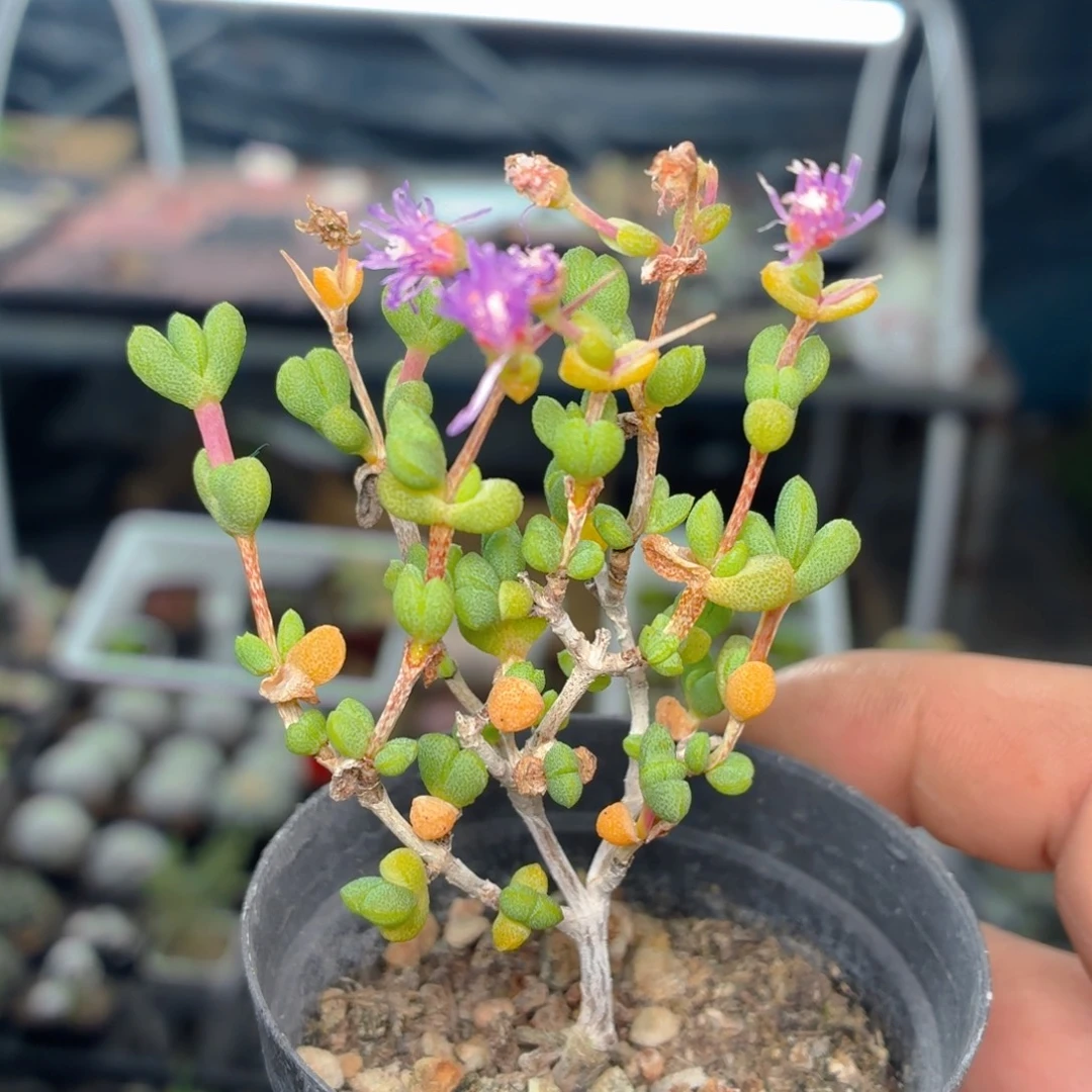 元宝枝干多肉9.9包邮发货