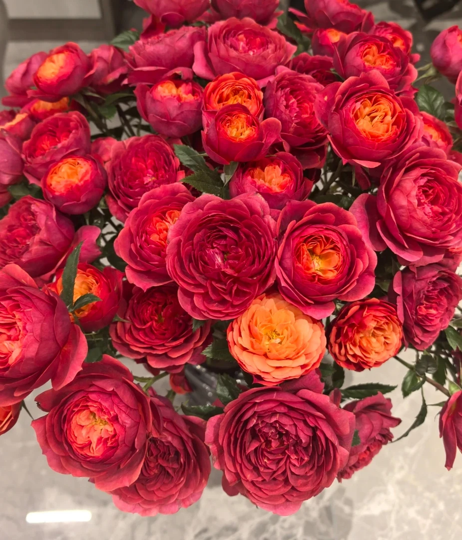 绝色果汁月季花盆栽四季开花适合鲜花阳台庭院室内外种植玫瑰花