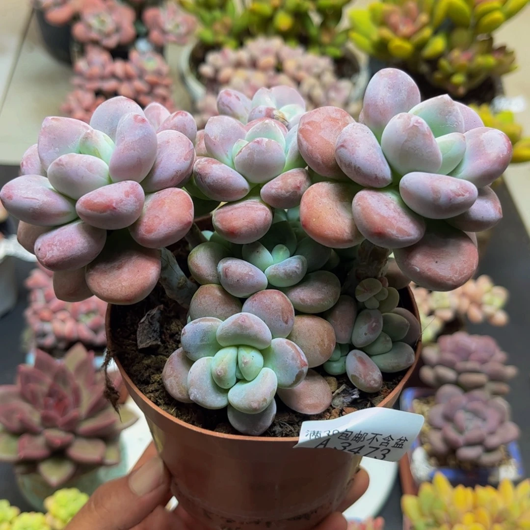 3473樱花洛神12cm多肉