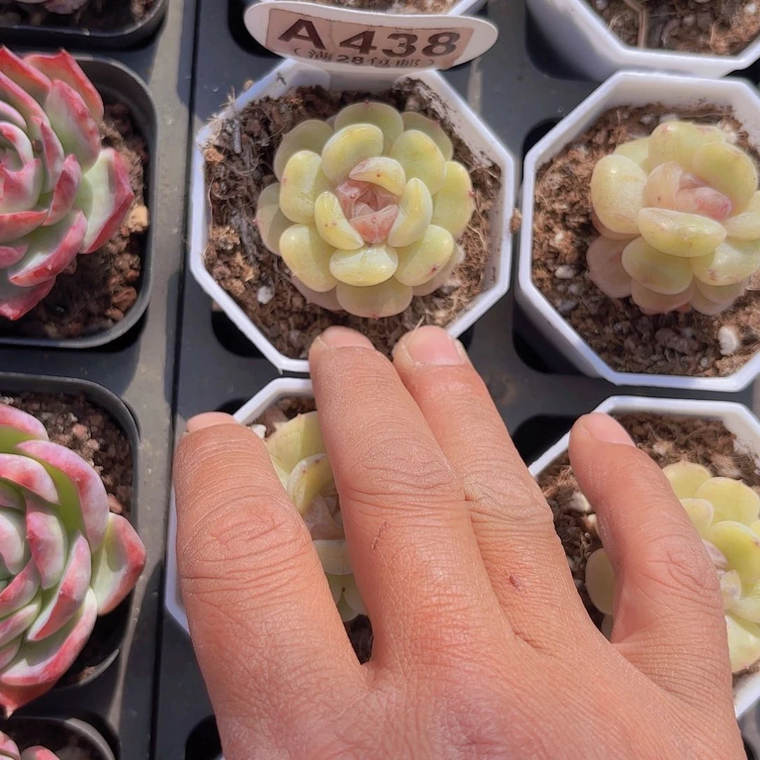 A438粉莲一物一拍