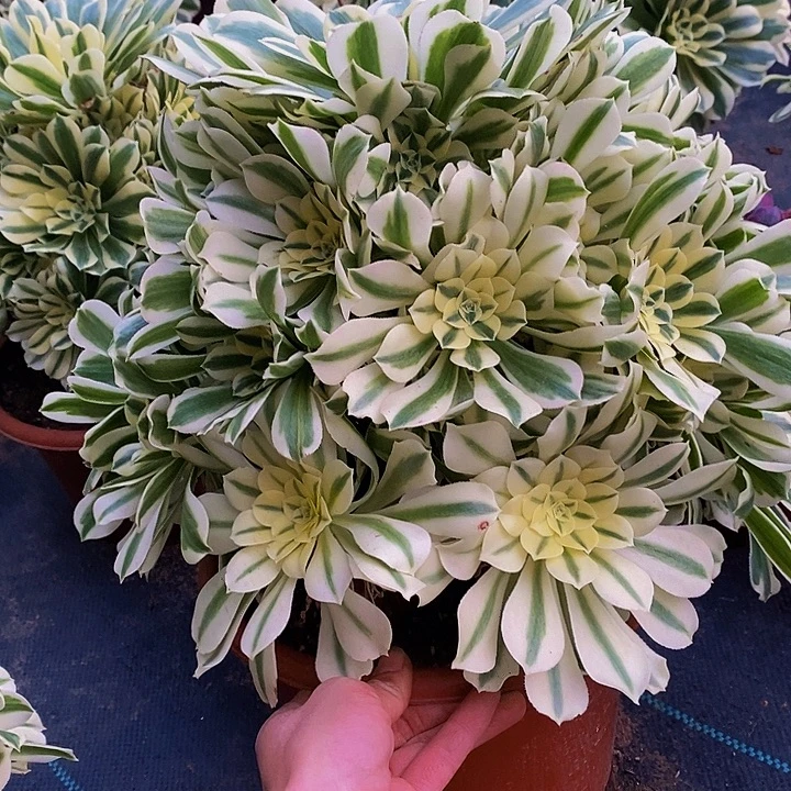 四层捧花多肉植物保护