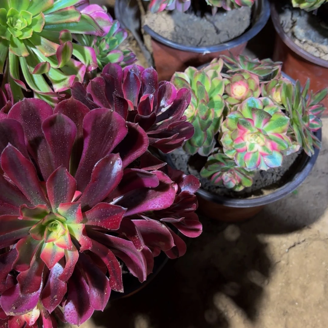 美杜莎，倾城各一颗9.9