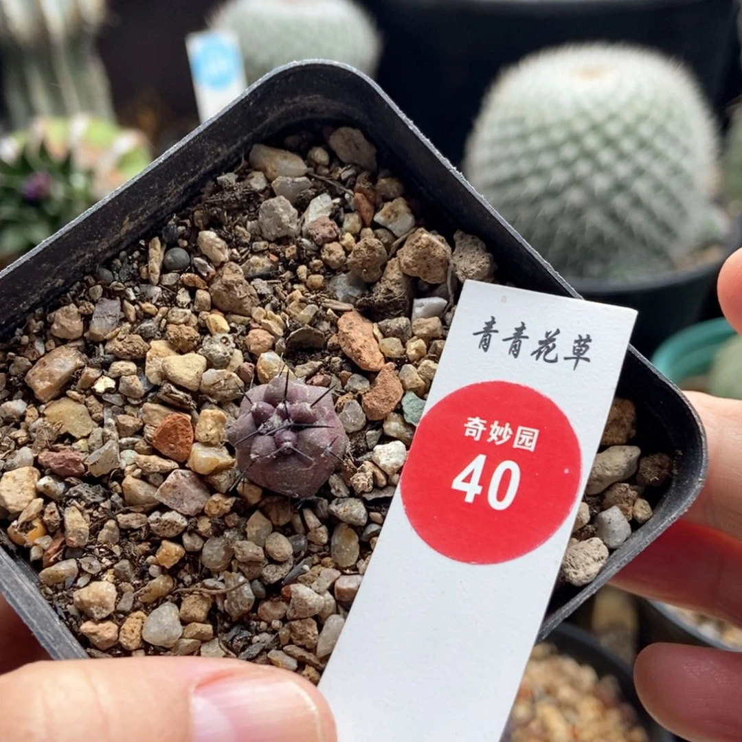 实生黑王丸1.3cm