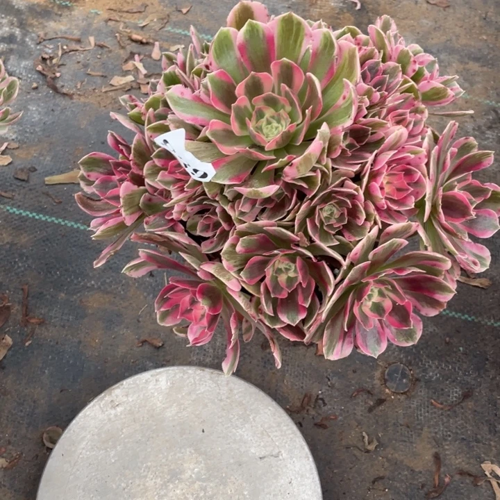 688号精品法师粉女郎